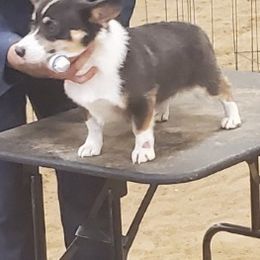 American Corgis and Pembroke Welsh Corgis from LOYAL T K9's CORGIS