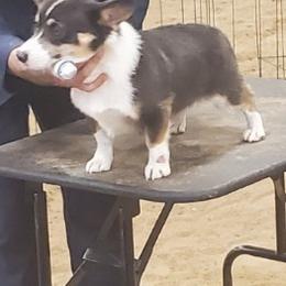 American Corgis and Pembroke Welsh Corgis from LOYAL T K9's CORGIS