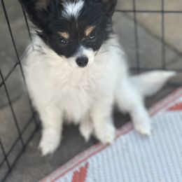 Papillon puppies from Guardian’s Papillons