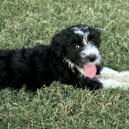 Aussiedoodle Puppies from Sheila Harwell
