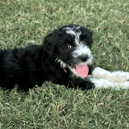Aussiedoodle Puppies from Sheila Harwell