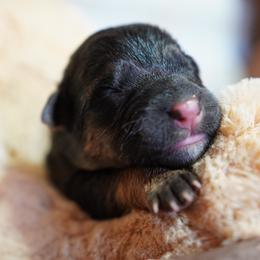 Chai - Black and red female German Shepherd puppy in Llano, Texas from Von Ark German Shepherds