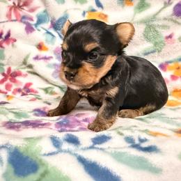 Boy 1 - Black and gold male Yorkshire Terrier puppy in Pomona, California from Cristian's Yorkshire Terriers