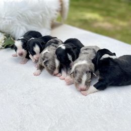 Australian Shepherd Puppies from Cricket Flat Kennel