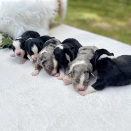 Australian Shepherd Puppies from Cricket Flat Kennel