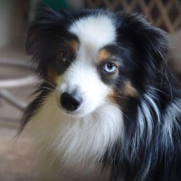 Miniature Australian Shepherds and Toy Australian Shepherds from Royal Spur Aussies