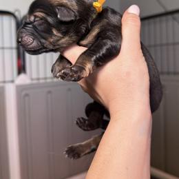 Yellow Collar Girl - Sable female German Shepherd puppy in Universal City, Texas from Jaxinhaus German Shepherds