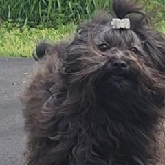 Falcon - Russian Tsvetnaya Bolonka