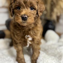 Goldendoodle and Maltipoo Puppies from Jessica's Maltipoo and Goldendoodle