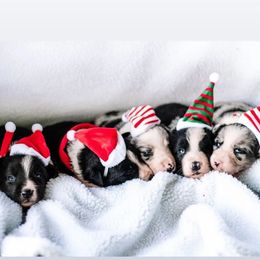 Border Collie Puppies from Zahara Border Collies