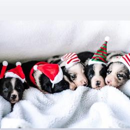 Border Collie Puppies from Zahara Border Collies