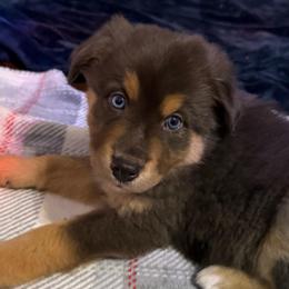 Iron Man - Red tri-color male Australian Shepherd puppy in East Hartford, Connecticut from CT Aussies