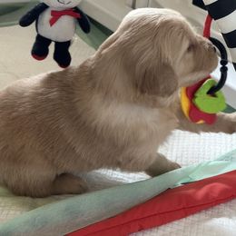 Golden Retriever Puppies from Gail’s Goldens