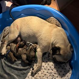 Boy 5 - Fawn male Pug puppy in Hereford, Arizona from Broken Road Ranch Pugs
