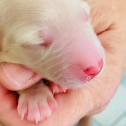 Coney - Fawn (isabella) and cream female Dachshund puppy in Fontana, California from DOXI.E.