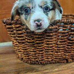 Boy 3 - Blue merle and white male Cardigan Welsh Corgi puppy in Chehalis, Washington from Triple B Corgis