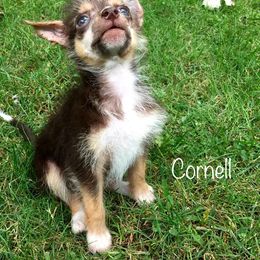 Chinese Crested Puppies from The Cranberry Dog