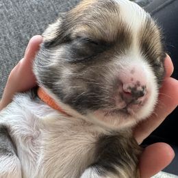 Molly (orange collar) - Chocolate Havanese puppy in Osceola, Indiana from LUV my HAVAMALT