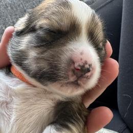 Molly (orange collar) - Chocolate Havanese puppy in Osceola, Indiana from LUV my HAVAMALT