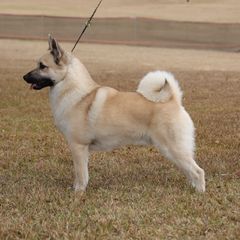 Buzz - Norwegian Buhund