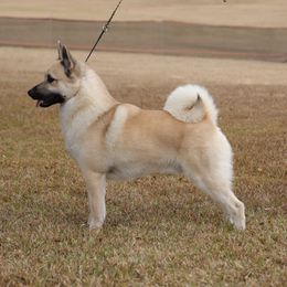 Buzz - Norwegian Buhund