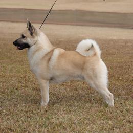Buzz - Norwegian Buhund