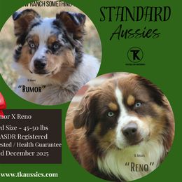 Australian Shepherd puppies from TK Standard, Mini, & Toy Aussies