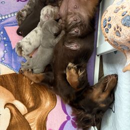 Dachshund Puppies from Andrepont Dachshunds