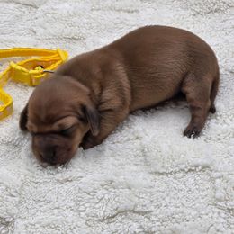 Leah - Red female Dachshund puppy in Dade City, Florida from Kingpindoxies