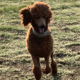 Maggie - Poodle