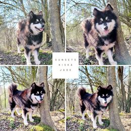 Kiska - Alaskan Malamute