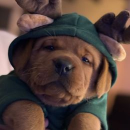 Labrador Retrievers from Kamrose Labradors