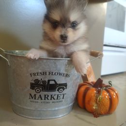 Boy 3 - male Pomsky puppy in Pinconning, Michigan from Pinny Pomskies