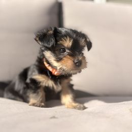 Yorkshire Terrier Puppies from Jaymele Fultz