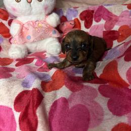 Taylor - Brindle female Dachshund puppy in Lake City, Florida from My Ditzy Doxies of Florida