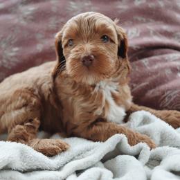 Dolce - Apricot female Goldendoodle puppy in Atlanta, Georgia from Cedarcrest Goldendoodles