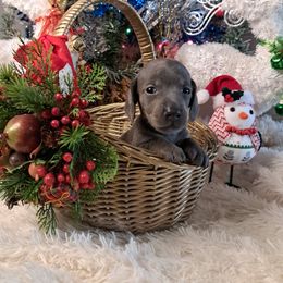 3000..Akc Max Smooth blue dapple - Gray (blue) and cream male Dachshund puppy in Winter Haven, Florida from Gateway 2 Little Paws