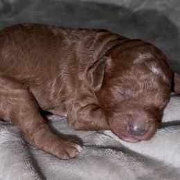 Rocky - Red male Cavapoo puppy in Redding, California from Lipscomb Doodles