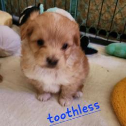 Toothless - Apricot male Poodle puppy in Tyner, Kentucky from Tanner's Majestix Kennels