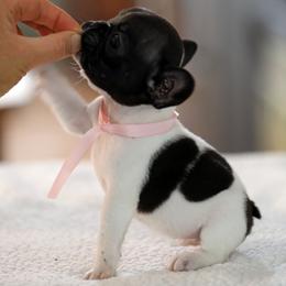 Pink Collar - White and brindle female French Bulldog puppy in Wichita, Kansas from Phantasticus French Bulldogs