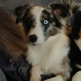 Freckles - Miniature Australian Shepherd