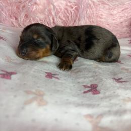 Spotty - Dapple male Dachshund puppy in Lake City, Florida from My Ditzy Doxies of Florida