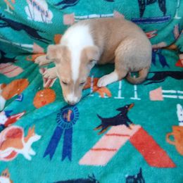 Rocky - Sable merle and white male Collie puppy in St Stephens, Wyoming from Desert Kennels
