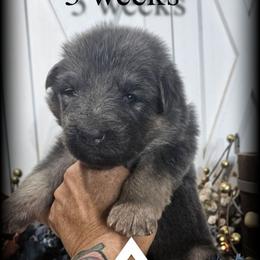 Tiama - Blue female German Shepherd puppy in Sequim, Washington from German Shepherd Haus