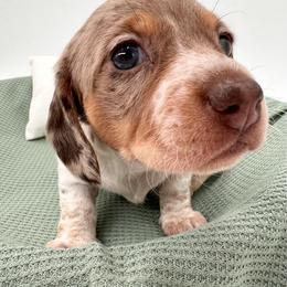 Alicia - Dapple female Dachshund puppy in Ben Wheeler, Texas from P&P Dachshunds