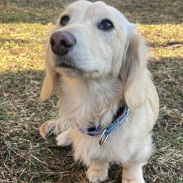 Tag - Dachshund