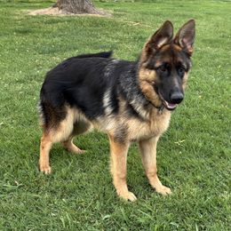 A Rose daughter - Black and red German Shepherd puppy in Galt, California from At Redwood Runs