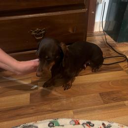 Nola - Dachshund