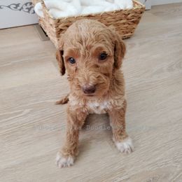 Goldendoodle Puppies from Auburn Hills Doodles & Poodles