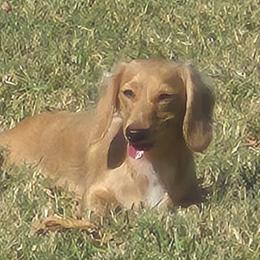 Amelia - Dachshund